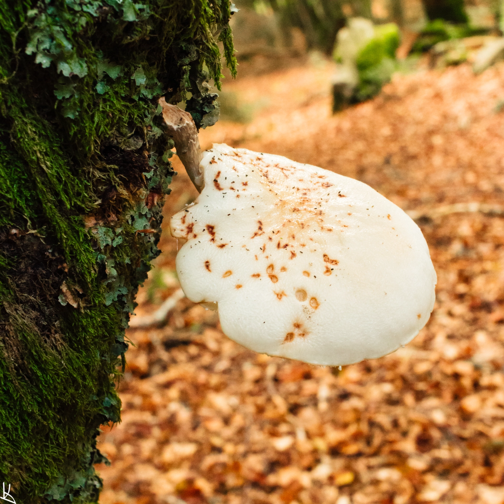 Forêt du Puy de Montchal